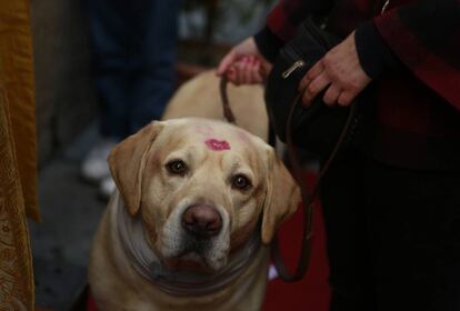 Dueños con sus mascotas asisten a la iglesia de San Anton en la calle Hortaleza de Madrid para ser bendecidos.