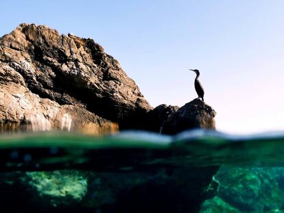 Un cormorán en el litoral de Andratx (Mallorca)