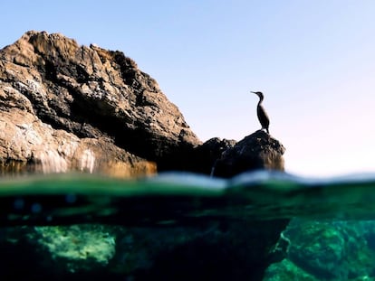 Un cormorán en el litoral de Andratx (Mallorca)