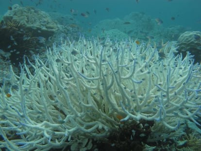 Los corales est&aacute;n entre los habitantes del oc&eacute;ano m&aacute;s gravemente afectados por el aumento de la temperatura y por la acidificaci&oacute;n del agua.
 