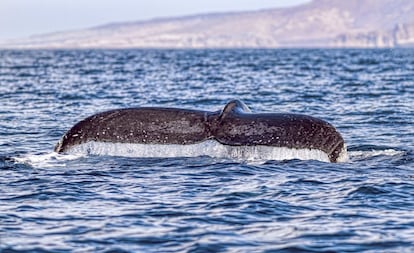 El mar de Cortés fue bautizado por Jacques Cousteau como “el acuario del mundo”. En el Golfo de California, frente a Sinaloa y Sonora, se encuentra el mejor lugar posible para ver a la enormísma ballena azul, el animal más grande que jamás ha pisado (nadado, más bien) este planeta. El rorcual azul puede llegar a los 30 metros de longitud y pesar más de cien toneladas. La caza comercial indiscriminada ha dejado su población al borde de la extinción en poco más de un siglo. La mayor concentración conocida de ballena azul, de unos 2.000 animales, pasa los veranos en California. Las mejores localizaciones para los avistamientos están en el parque ecológico del Vizcaíno. Allí veremos también miles de ballenas grises en su época de apareamiento (diciembre-abril).