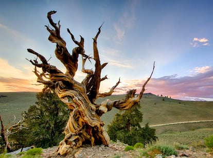 El Matusalén es un pino longevo que hace honor a su nombre y especie: se estima que existe desde hace más de 4.800 años en el Bosque Nacional de Inyo, en las Montañas Blancas de California (EE UU), y que es uno de los árboles vivos más antiguos del mundo. De aspecto pétreo y tortuoso, y con una extraordinaria resistencia a plagas gracias a su recubrimiento de resina, el Matusalén está camuflado entre sus congéneres y su ubicación se mantiene en secreto para evitar que sufra cualquier daño. En este paraje también crece oculto otro pino, sin nombre asignado, que superaría al Matusalén en edad con más de 5.000 años de vida. En la imagen, un 'Pinus longaeva' del paraje californiano que podría (o no) ser alguno de estos árboles legendarios.