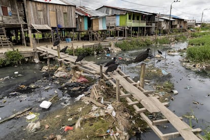 Los gallinazos forman parte del paisaje de estos asentamientos humanos. Revolotean entre la basura y los desagües, cerca de los cuales viven los pobladores.