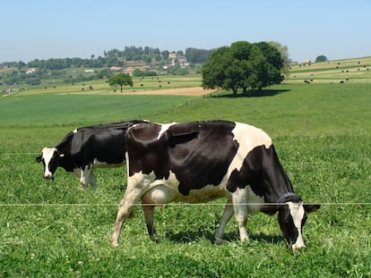 Vacas pastando en un campo gallego.