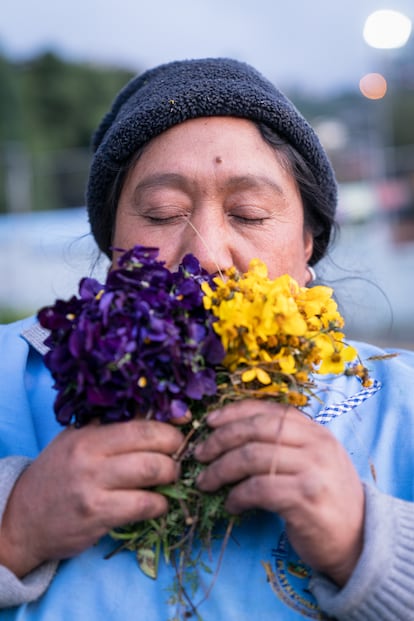 María Sandra Vinocunga. Junto a la Flor de Pensamiento (violeta) para dolores y coágulos del corazón, para estrés y nervios y ñagcha (amarilla) para la bilis.
 