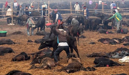 Un hombre trata de degollar a un búfalo en el Festival Gadhimai, en Bariyarpur (Nepal), este martes.