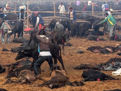 Un hombre trata de degollar a un búfalo en el Festival Gadhimai, en Bariyarpur (Nepal), este martes.