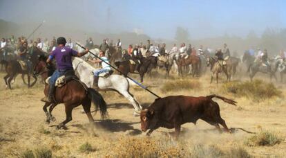 El torneo del toro de la Vega, que se celebra en Tordesillas.