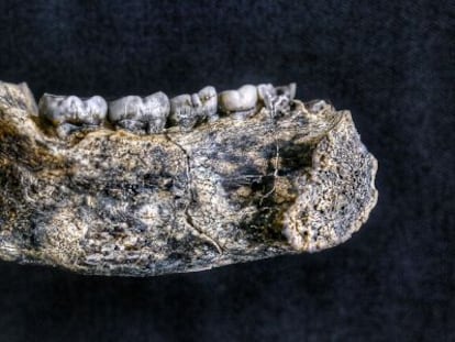 El fósil encontrado en Ledi-Geraru, Etiopía.