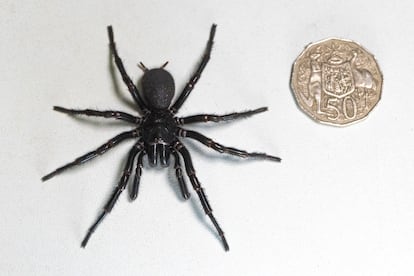 Hercules spider found in Australia