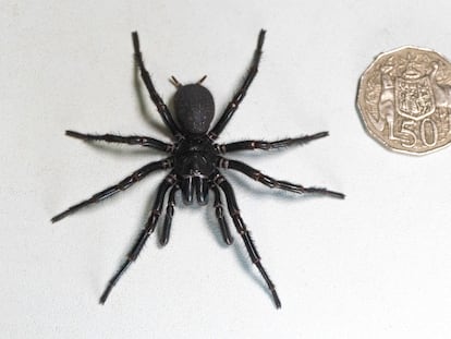 In this Dec. 10, 2023 photo supplied by the Australian Reptile Park, a male specimen of the Sydney funnel-web spider has been found and donated to the Australian Reptile Park.