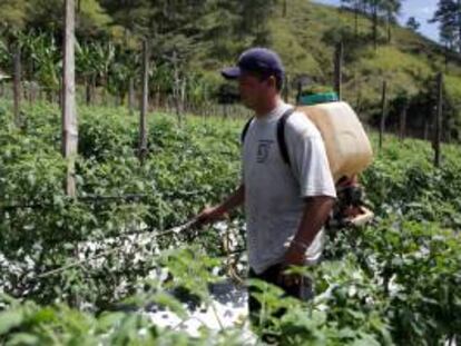 Un trabajador fumiga una plantación de tomate. EFE/Archivo