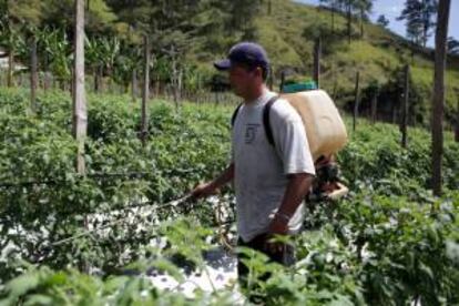 Un trabajador fumiga una plantación de tomate. EFE/Archivo