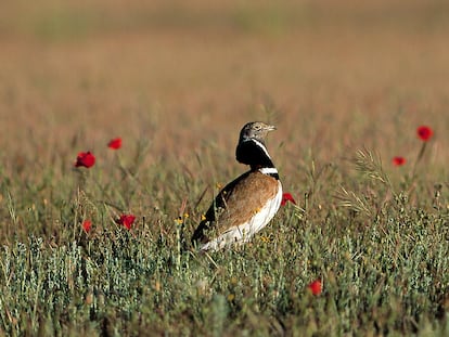 Ejemplar de sisón común, una de las aves esteparias que más distribución ha perdido.