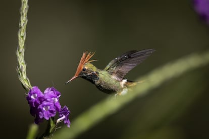 En la expedicin RAP, se registraron muchas especies de colibres y se documentaron un total de 536 especies de aves, de las cuales 26 estn en peligro de extincin. En la imagen, la coqueta de cresta rufa (Lophornis delattrei), una especie de colibr muy difcil de observar. 