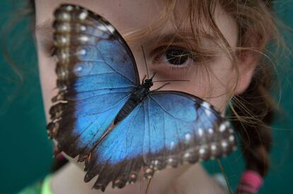 Una mariposa 'Morpho peleides' sobre el rostro de una niña durante una visita al Museo de Historia Natural dentro de la exhibición 'Sensational Butterflies' en Londres.