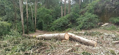 Tala de árboles realizada por la Xunta el pasado verano en el bosque de Conxo, en una imagen cedida por Ecoloxistas en Acción.