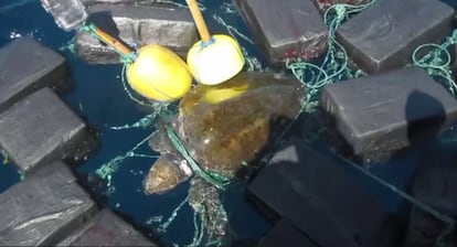 A tartaruga enredada em fardos de cocaína.