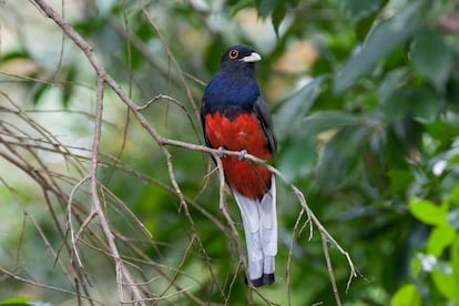 Unas 200 especies de aves viven en los alrededores de Iguazú. De muchos colores. El cambio climático podría afectarlas. 