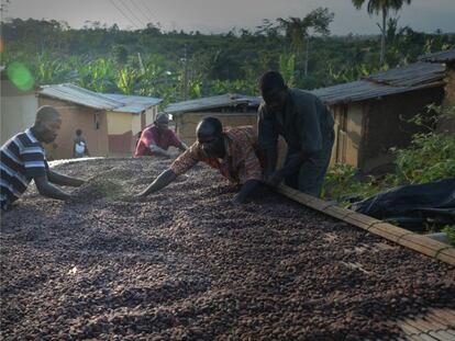 Agricultores recolectando semillas de cacao