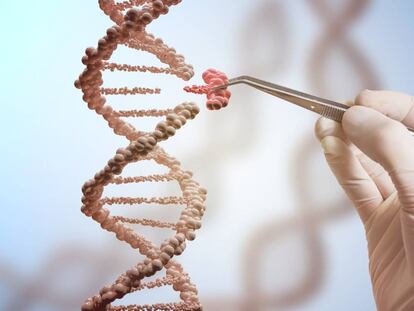La técnica CRISPR permite reemplazar trozos de ADN