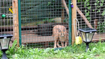 Lince Cantabria