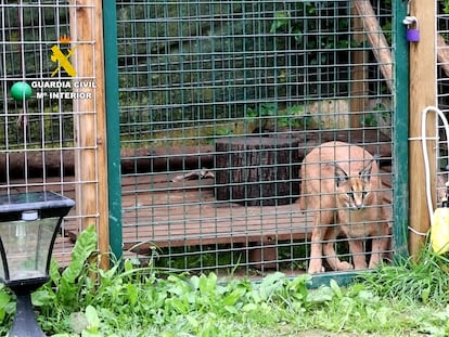 Un lince caracal decomisado en Cantabria.