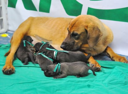 Los cachorros con la madre de alquiler.