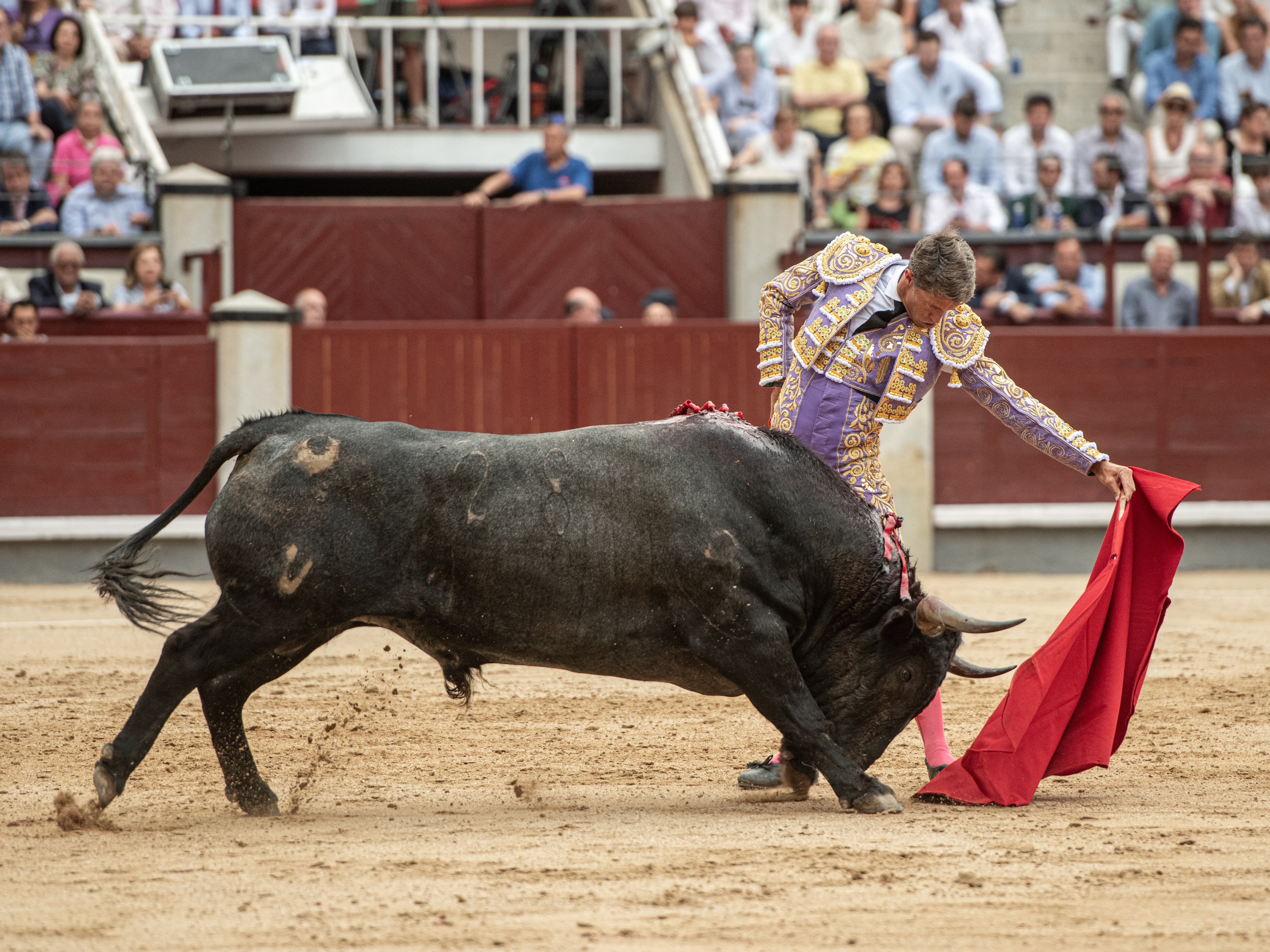 Escribano, al natural, el pasado 6 de junio en la plaza de Las Ventas.