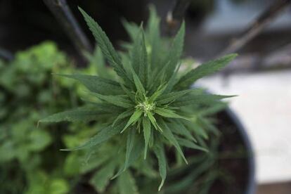 Uma planta de maconha.