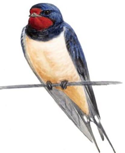 Ilustración de una golondrina de Juan Varela.