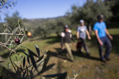 Varios miembros de la familia Rubio, que se opone a la apertura de una mina en la localidad, trabajan en un olivar en Cañamero.