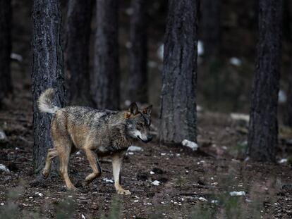 Lobo ibérico en la Sierra de la Culebra