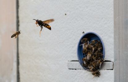 Una avispa invasora trata de capturar una abeja que se dirige a su colmena en una producción de Polinyà (Barcelona)