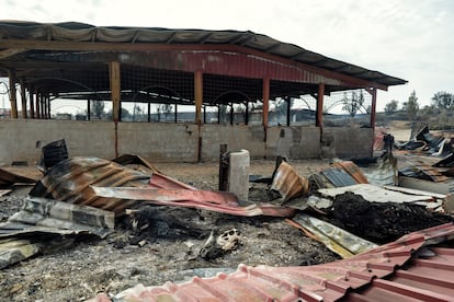 Los cadáveres de los caballos del centro La Hípica, fallecidos en el incendio de Tres Cantos.