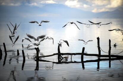 Unas gaviotas vuelan sobre el lago Ohrid (Macedonia), 16 de enero de 2014.