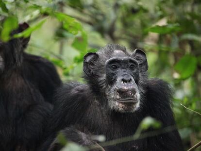 Chimpancés regla