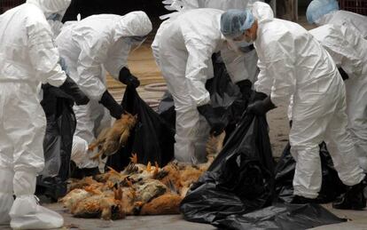 Trabajadores sanitarios empaquetan pollos muertos por el virus H5N1. 