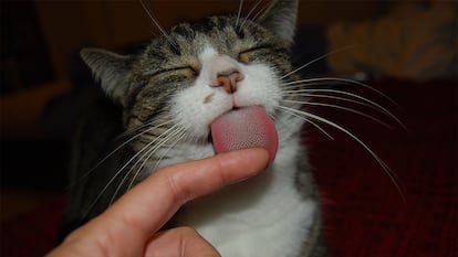 un gato lamiendo el snack de un dedo de persona.