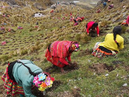 Mujeres de la comunidad de Challhuacocha, en Lares, plantan queuñas en una ladera.