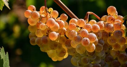 Nu Brut Nature se elabora con uvas de viñedos ecológicos de la finca de la Teulería dels Àlbers (Barcelona), sobre suelos arcillocalcáreos.