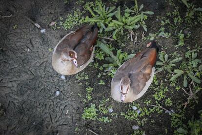 Una pareja de gansos del Nilo junto a la escuela de remo.