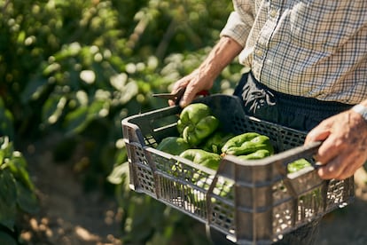 Un agricultor con una caja de pimientos.