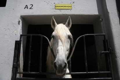 A las caballerizas del centro ecuestre del Ejército de Guatemala llegan decenas de caballos que son atendidos y recuperados por el equipo de Clarissa Herrera.