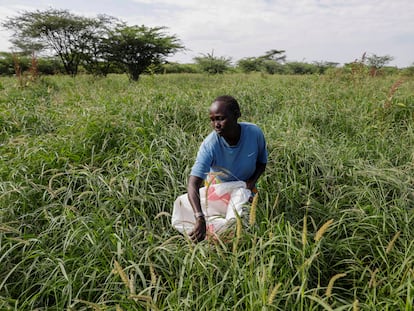 Una agricultora trabaja en un campo de cultivos junto a la orilla del lago Baring, en Kenia, en agosto de 2020.