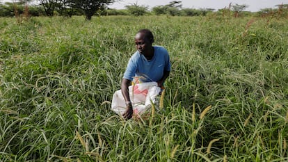 Una agricultora trabaja en un campo de cultivos junto a la orilla del lago Baring, en Kenia, en agosto de 2020.