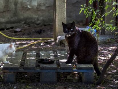 Dos gats de carrer esterilitzats en una colònia controlada al barri de Vallcarca.