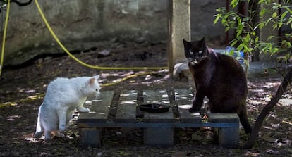 Dos gatos callejeros esterilizados en una colonia controlada en el barrio de Vallcarca.