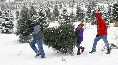 Dos hombres y un ni?o cargan un rbol de navidad en Minnesota.