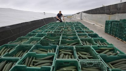 Producci&oacute;n de pepinos entre los invernaderos de El Ejido en 2011, cuando estall&oacute; la crisis en Alemania.